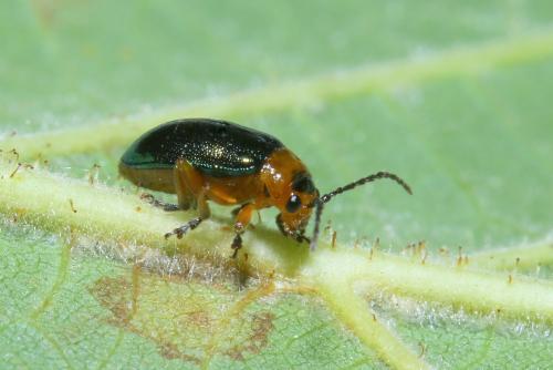 Réf. 266 038 : Sermylassa halensis